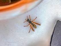 Image result for what is the treatment for wasp and bee stings