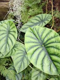 Alocasia Green Shield Elephant Ear Plant In 4 Pot Elephant Ear Plant Green Shield Growing Elephant Ear Plants