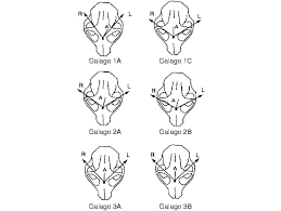 Meet The Living Primates – Explorations