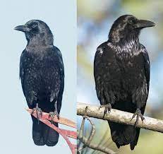 Ravens And Crows Who S Who Birdnote
