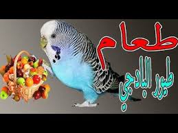 جميع ماتأكله طيور البادجي في 10 دقائق All Food For Budgies Birds Owl Bird