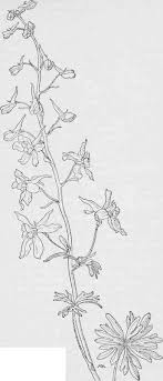 Larkspur Drawing Tattoo 2020 By drawing on the forms and features of more pedestrian animals, you'll learn how to give shape to the bizarre creatures that roam the depths of your imagination, adding to the bestiary of the ages. larkspur drawing tattoo 2020
