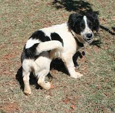 April Is A Dachshund Cross Border Collie Rescue Sa Facebook