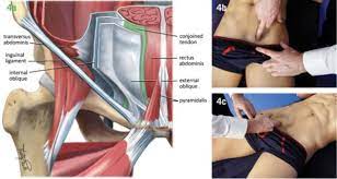 The hip joint, like the shoulder joint, is a multiaxial synovial joint that flexes, extends, adducts, abducts, medially rotates, and laterally rotates. Aspetar Sports Medicine Journal Approaching Groin Pain In Athletics