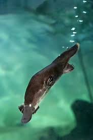 Platypus Diving Australia Animals Australian Native Animals Duck Billed Platypus
