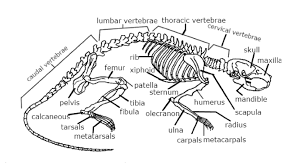 Investigation Rat Dissection Biology Libretexts