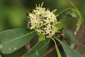 Image result for Coptosperma