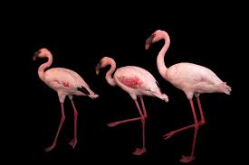 Image result for lesser flamingo