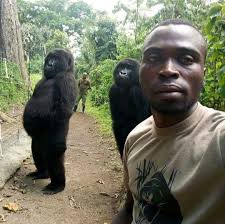 Two 'cheeky' orphaned gorillas named Ndakazi and Ndezehave posed for an  incredible selfie with rangers at a national park in the Democratic  Republic of Congo. The striking selfie underscores the close bond