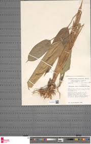 Image result for Halopegia azurea