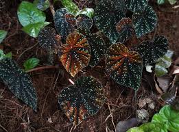 Image result for Begonia meyeri-johannis
