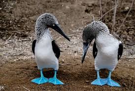 Bird With Blue Feet Galapagos Pin On Funny