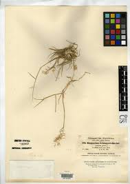 Image result for Harpachne schimperi