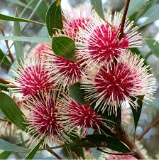 Rare Emu Bush Pincushion Hakea Laurina 5 Seeds Australian Native Flowers Australian Flowers Australian Wildflowers
