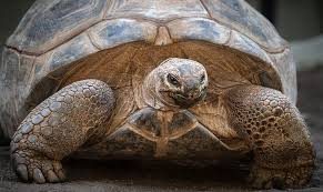 Aldabra Giant Tortoise | Reptile | Britannica