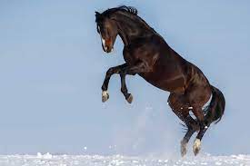 Why Are Horses Frisky When It S Cold The Horse