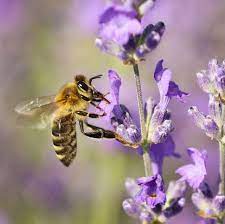 One easy way to increase the variety of flowers in an area is to make seed bombs luffa provides many yellow flowers that the bees love. 5 Bee Friendly Plants And Flowers For Your Garden How To Save The Bees