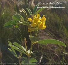 Image result for Eriosema flexuosum