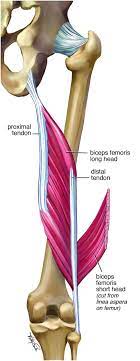 See more ideas about tendon tear, achilles tendonitis, tendinitis. Serious Thigh Muscle Strains Beware The Intramuscular Tendon Which Plays An Important Role In Difficult Hamstring And Quadriceps Muscle Strains British Journal Of Sports Medicine