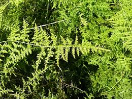 Image result for Asparagus krebsianus