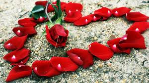 Beautiful rose flower hd wallpaper by bryan adams. Red Love Rose Wallpaper 84597