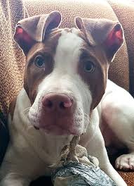 Check spelling or type a new query. Hd Brown Pitbull Wallpapers Peakpx