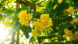Since yellow is a color of hope, happiness, and positivity, you can grow these 53 types of yellow flowers to cheer up your home and garden!. Yellow Flowers Growing On A Stock Footage Video 100 Royalty Free 1024411784 Shutterstock