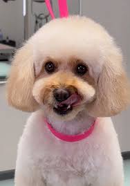 Toy poodle Uoga and her grooming session ✂️🐾🐩 #doggroom #furryfriends  #doggrooming #doggroomerlife #dogsoftiktok #dogtok #doggroomer #poodle  #poodlesoftiktok #toypoodle #poodlegrooming ...