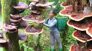Image result for Ganoderma lucidum