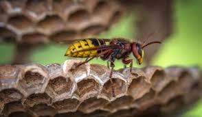Bees, however, have a rounder, thicker body with more hair than wasps but typically have shorter and. Bees Hornets L Wipeout Pest Control Services Pte Ltd
