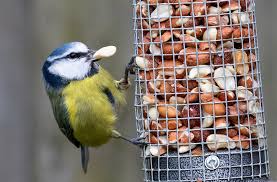 You can opt out of receiving phone calls at any time. Take Part In This Year S Rspb Big Garden Birdwatch 25 27 January Bedford Independent