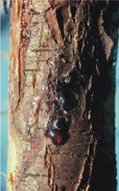Maybe you would like to learn more about one of these? Leyland Cypress Diseases Insects Related Pests Home Garden Information Center