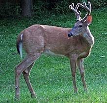 The official worlds for pest control are worlds 53, 69 ( p2p ). White Tailed Deer Wikipedia