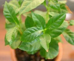Clearly using coffee grounds to help your plants grow is tricky business, and it's certainly no guarantee. Grow Coffee As A House Plant Hobby Farms