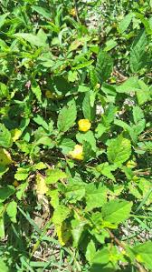 Image result for Sida acuta