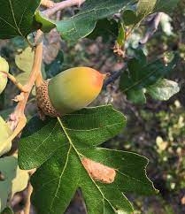 How to identify a tree or tree id is something i get asked all the time. Oak Tree Species Id Ecology Uc Oaks
