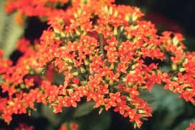 How To Care For A Kalanchoe Blossfeldiana Plant Kalanchoe Blossfeldiana Plants Kalanchoe Flowers