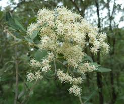 Image result for Buddleja saligna