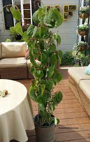 Use an organic kiwi if possible as the seeds are more likely to produce a plant that fruits. How To Grow Kiwi From Store Bought Kiwi Fruit The Foodie Gardener