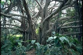 Image result for Ficus virens