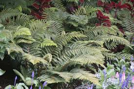 Image result for Cnestis polyphylla