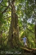 Image result for Drypetes gerrardii