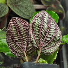 Image result for Culcasia falcifolia