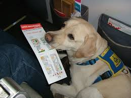 What S The Difference Between Emotional Support Therapy And Service Dogs Emotional Support Animal Pet Travel Support Animal