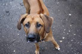We did not find results for: Boomer Kuvasz Labrador Rhodesian Ridgeback Mischling Mix