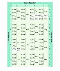 Use The Genetic Code Chart To Decode The Amino Acid Sequence