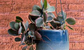 How To Propagate Kalanchoe Plenty Of Petals Epic Gardening