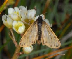 Image result for Setina roscida