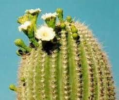 Scything this tree will kill it. Venus Fly Trap Saguaro Cactus Schoolworkhelper