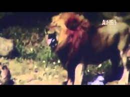 Il doit y avoir un minimum de 70% de votes positifs pour passer en sélection. Un Lion Mange Un Homme Quelle Dramme Youtube
